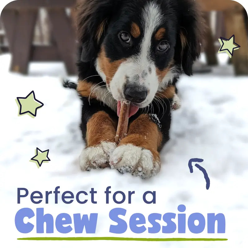 Pawstruck 5 Pack Bully Sticks with Bonus Inch for Dogs