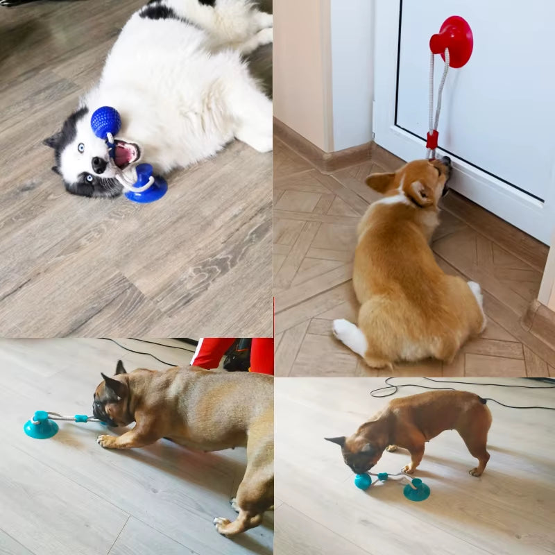 Busy dog, calm home